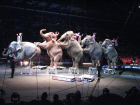 elephants elephants