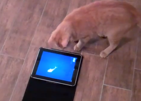 Cats And Dogs Playing Fruit Ninja Cats And Dogs Playing Fruit Ninja
