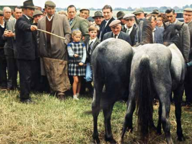 Best horse trading system