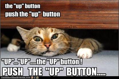 lolcat-up-button.jpeg