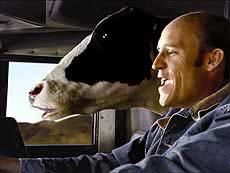 waitt-cow.jpg