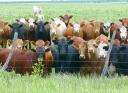 herdofcows