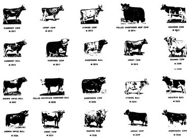 cows