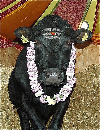 sacredcow2