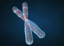 chromosomes