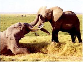 elephants