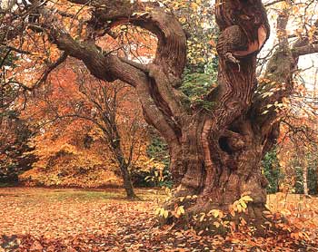 tree