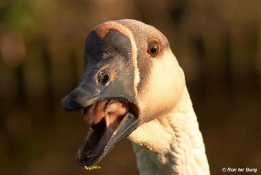 goose