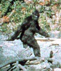 bigfoot