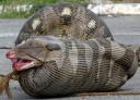 python
