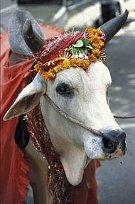 sacredcow