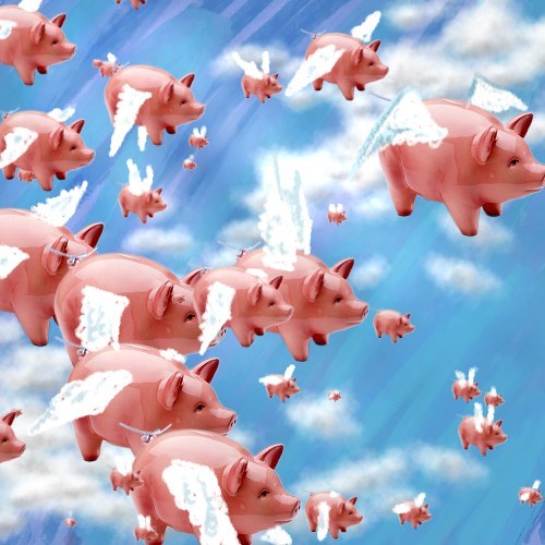 pigfly