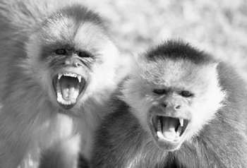 monkeys.jpg