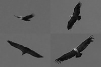 vulturesjpg