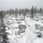 Finnish_forest_Talluskota_5