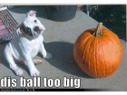 disballtoobig-feature