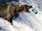 bear-iphone